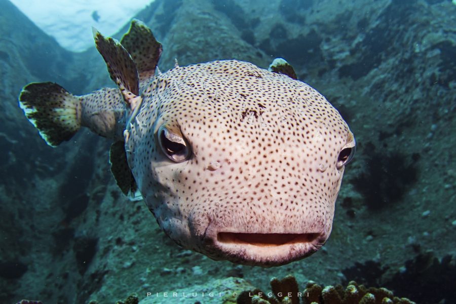 La Digue: A Wild Paradise in the Indian Ocean