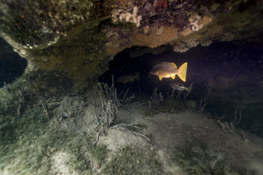 Discovering Cenote